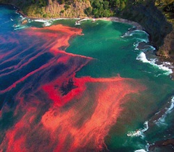 Marea rossa.