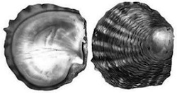 Pinctada margaritifera: ostrica perlifera nera della Polinesia francese