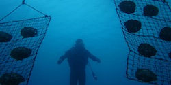Allevamento perlifero in mare aperto