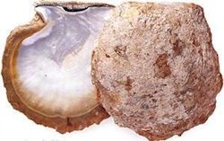 Pinctada maxima dalle labbra argentate: la regina delle ostriche perlifere