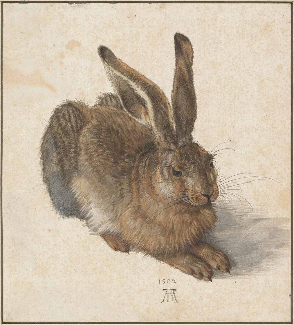 Il leprotto - Albrecht Dürer, 1502, Albertina
